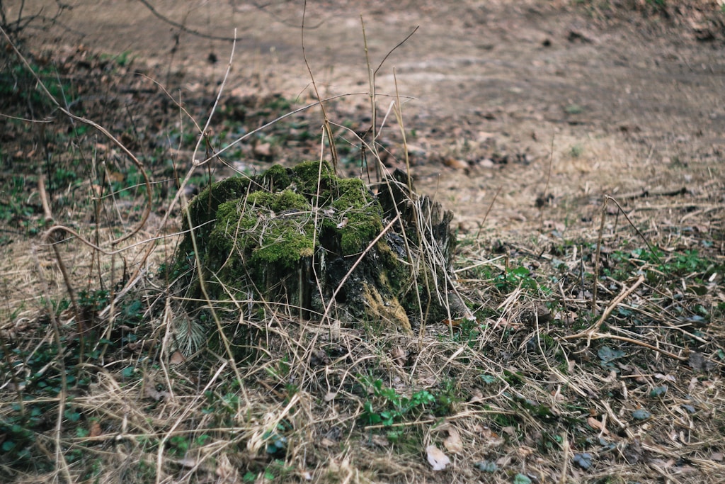 Return to Nature Urn