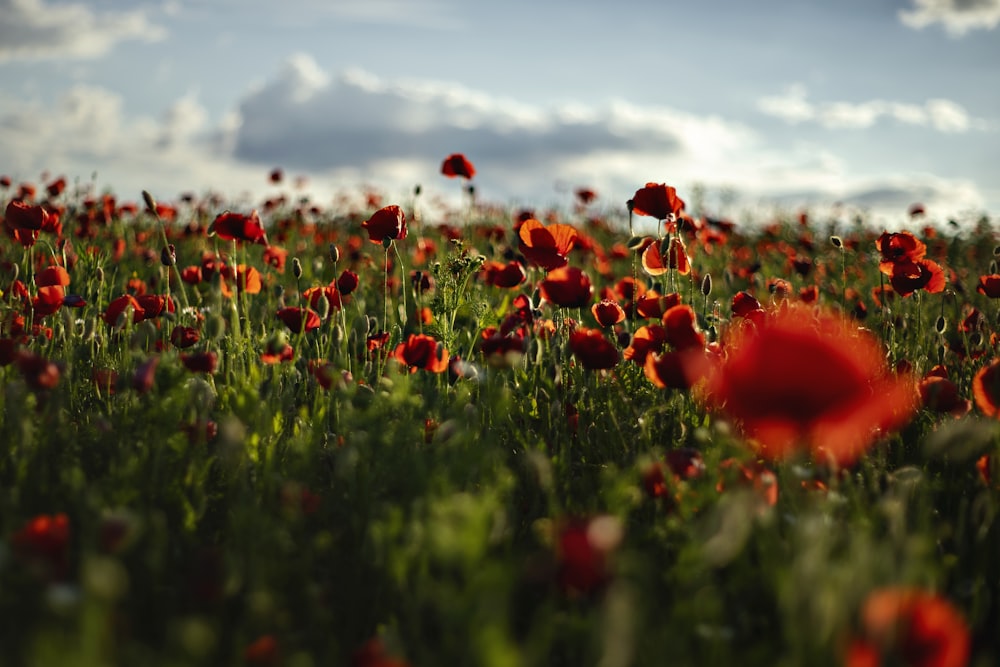 a field full of red flowers under a cloudy sky