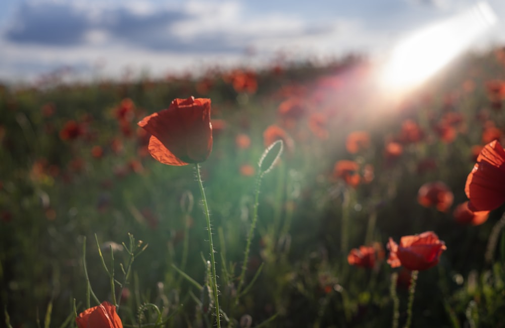 a field full of red flowers under a blue sky