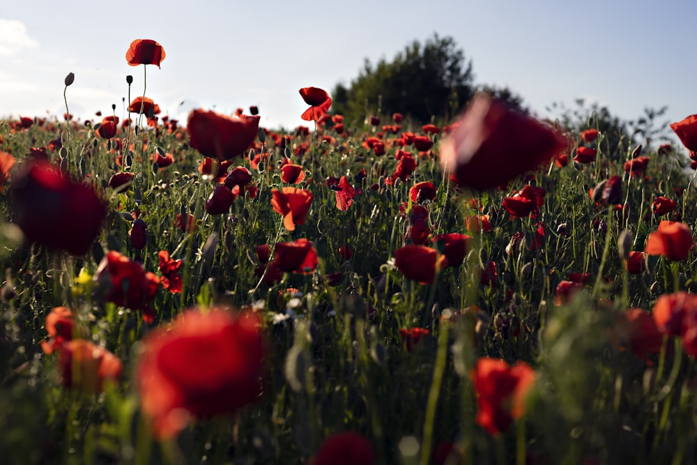 a field full of red flowers under a blue sky