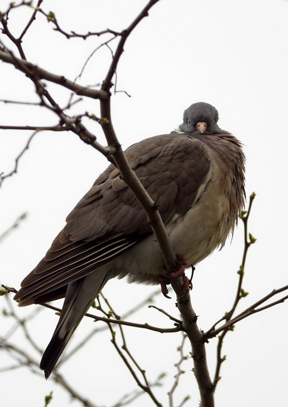 a bird sitting on top of a tree branch