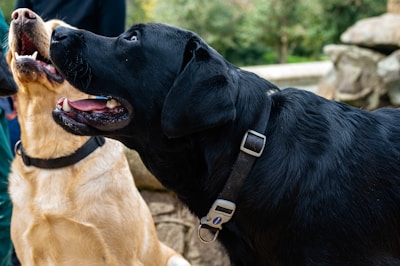 Two pets side by side wearing matching referee botarga outfits with green grass in the background.