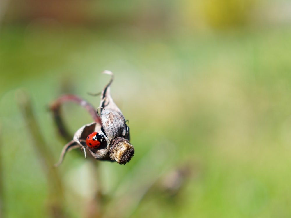 a red and black insect sitting on top of a plant
