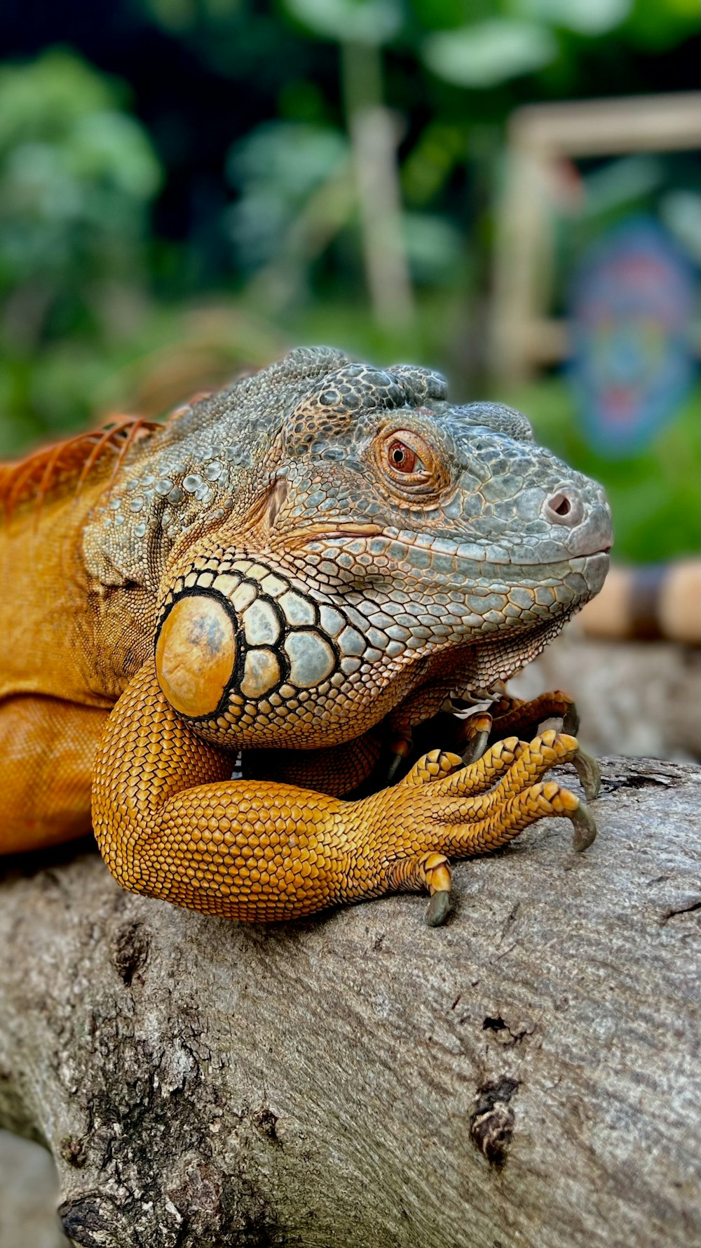 a close up of a lizard on a tree branch