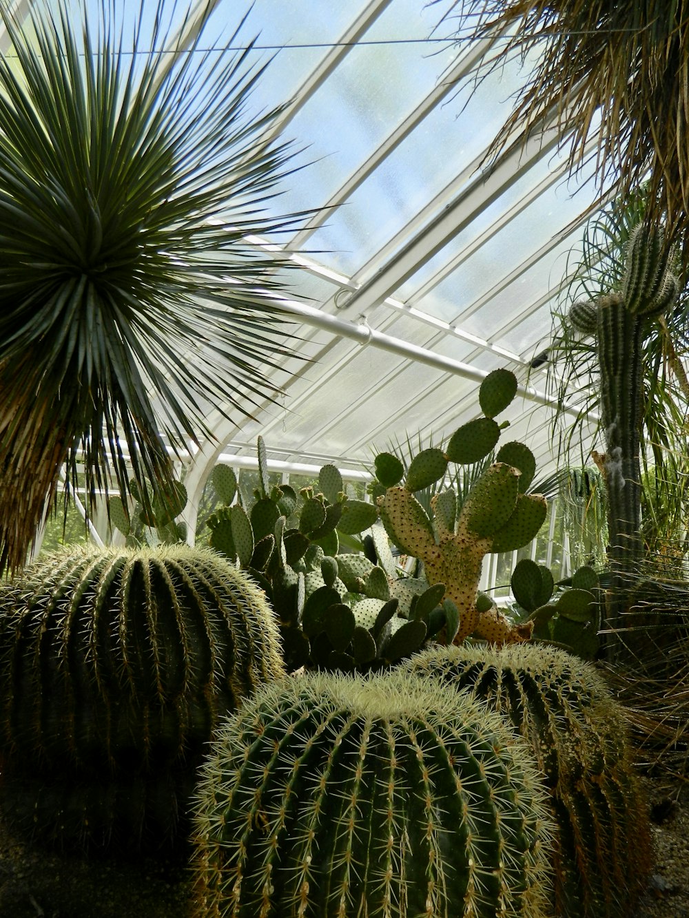 a group of cactus plants in a greenhouse