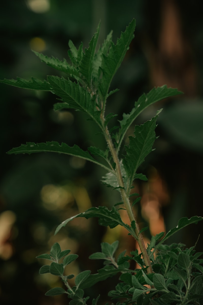 Planta medicinal verde tropical - Andrographis paniculata