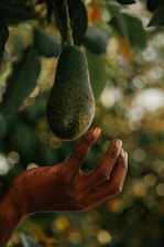 A hand reaching towards a hanging avocado, with a background of blurred green leaves and warm sunlight filtering through.