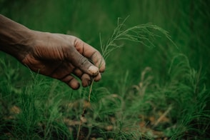 a person holding a plant in their hand