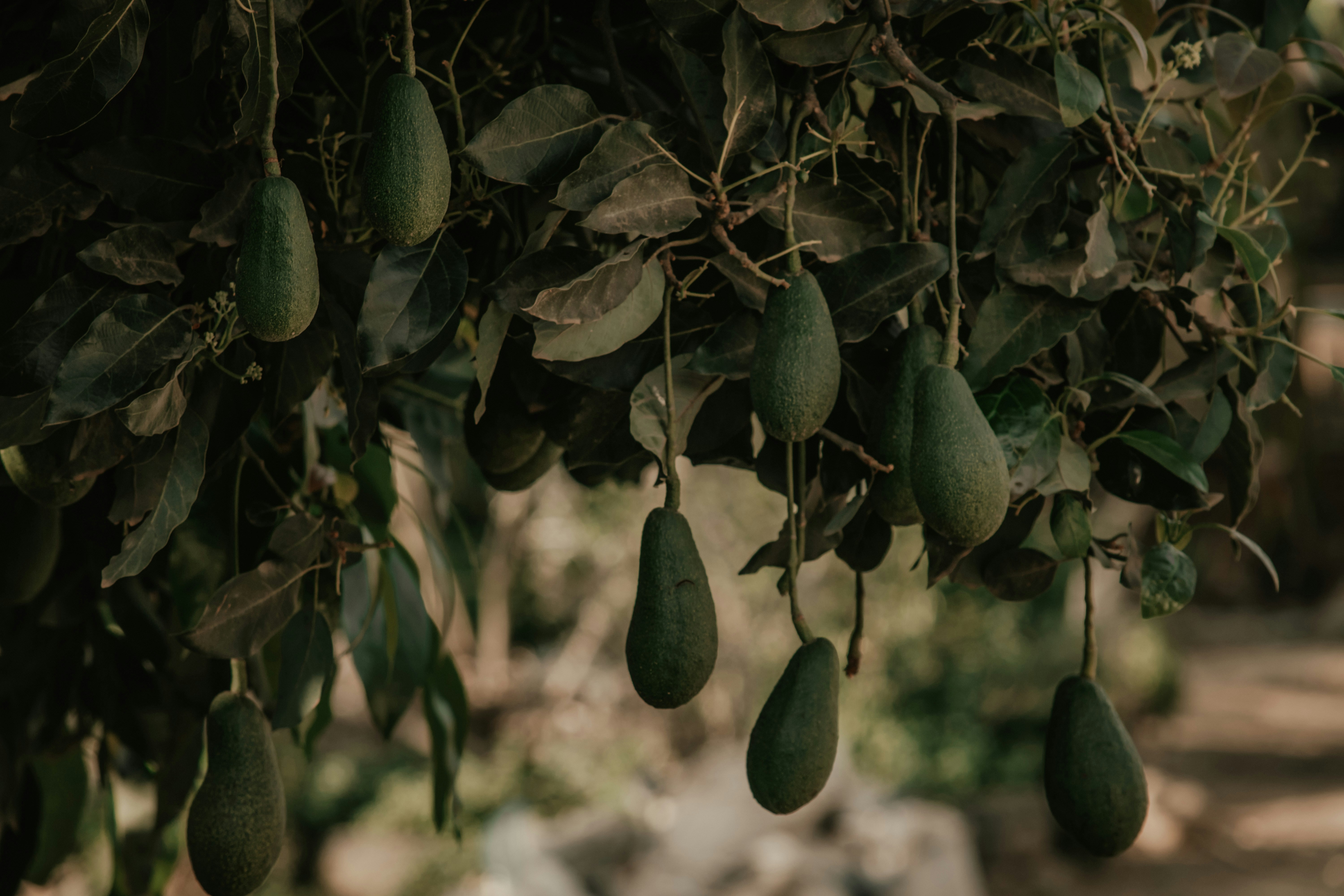 a bunch of avocados hanging from a tree