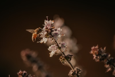 a close up of a flower with a bee on it