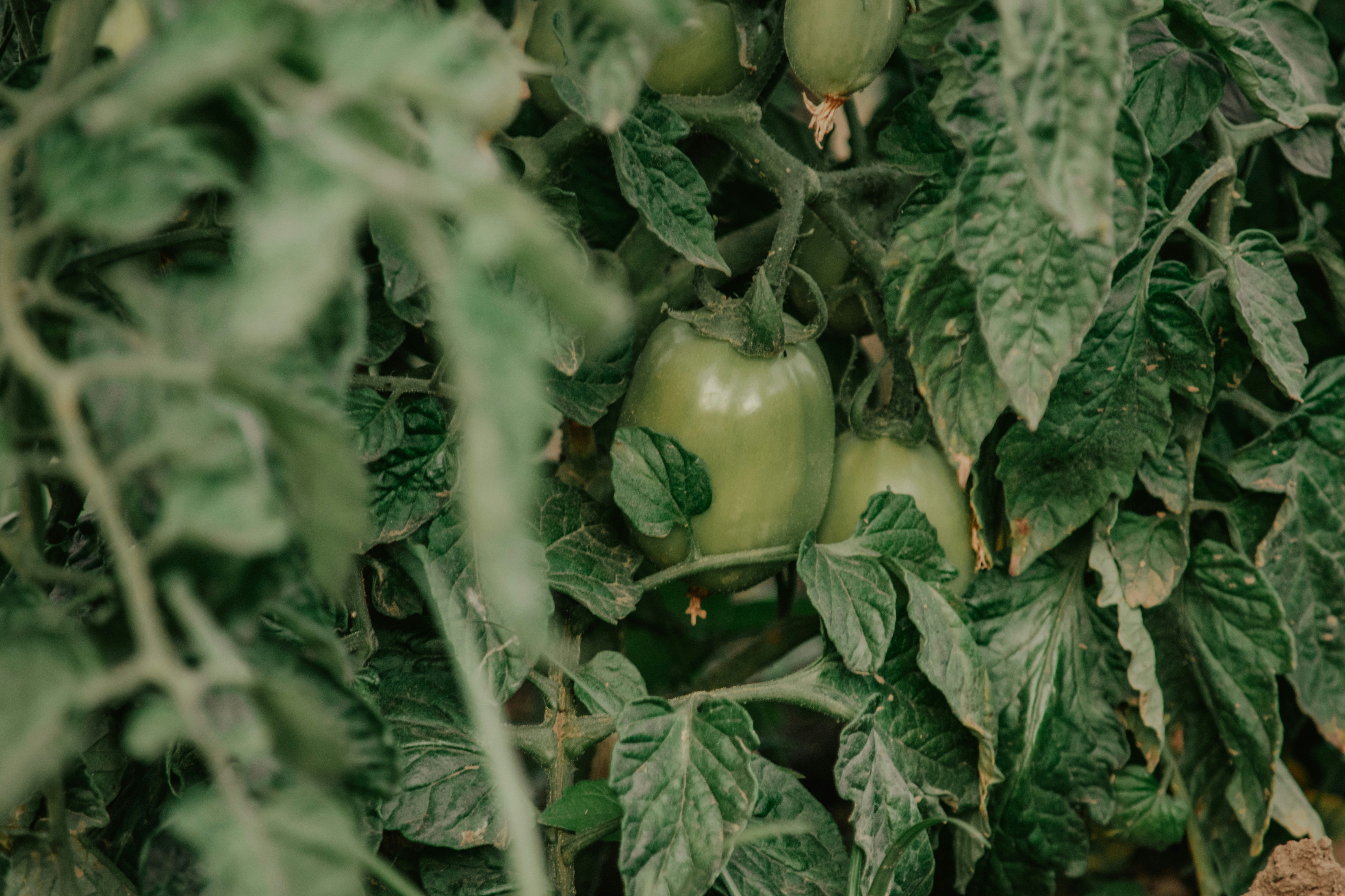 Photo by utunzajiwamazingira