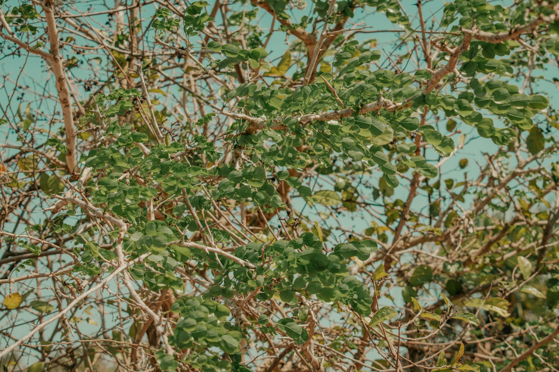 a bird perched on top of a tree branch