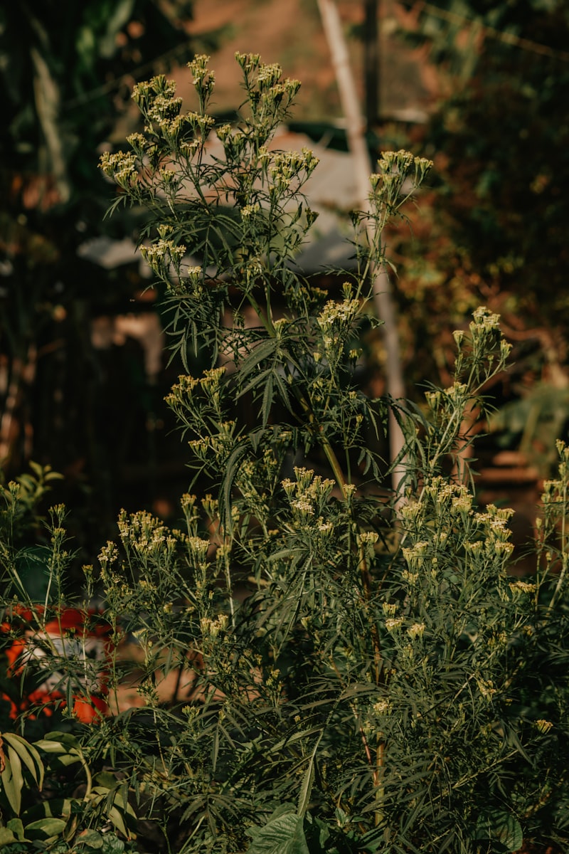 Plantas herbáceas medicinales en campo