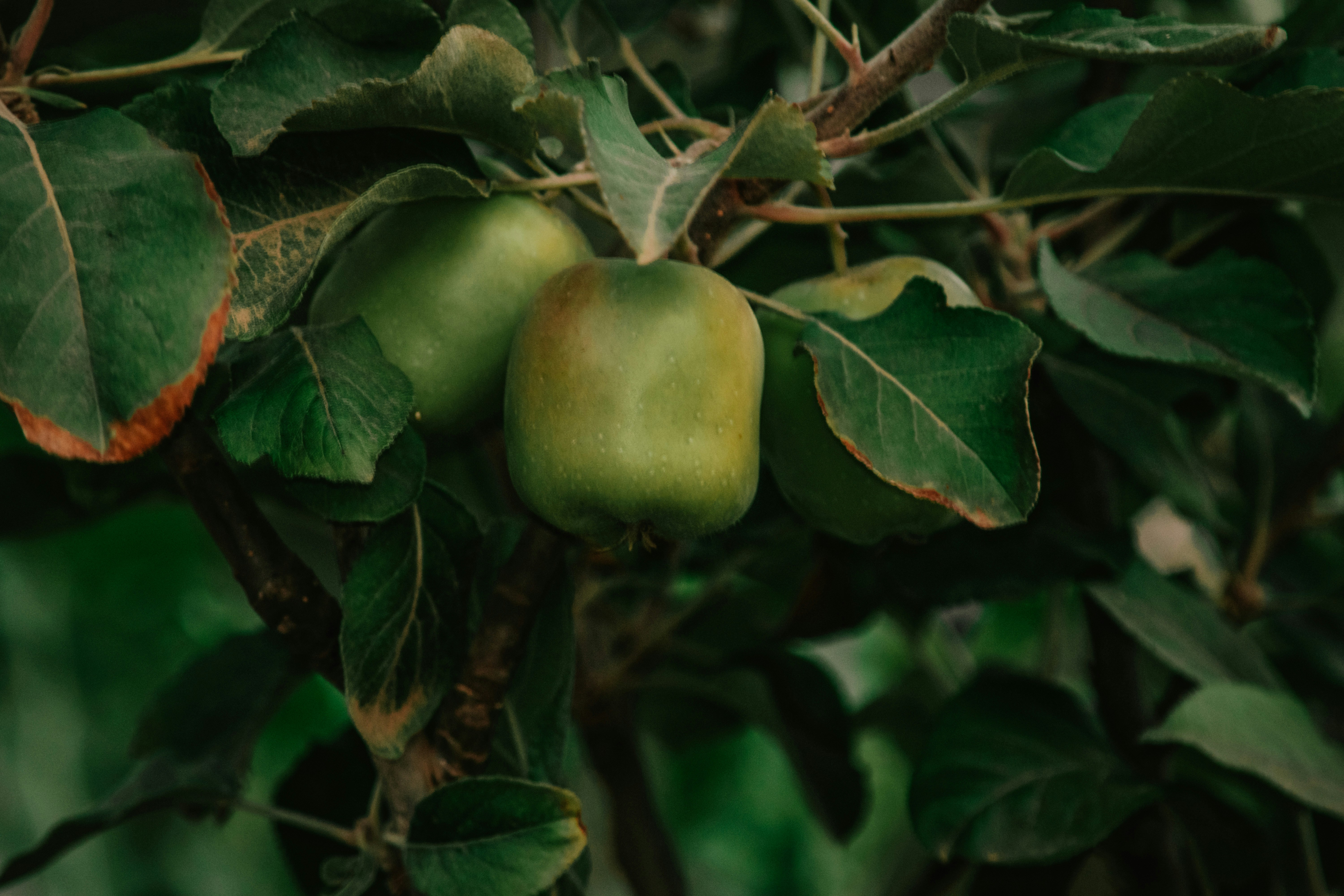 Pommes bio fraîchement cueillies