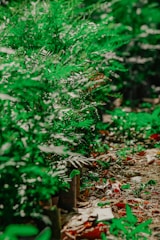 Lush green foliage fills the scene, with leaves overlapping and creating a dense, vibrant composition. The plants appear well-hydrated, suggesting a healthy environment. The ground beneath shows a mixture of small plants and scattered leaves, indicating a natural and organic setting.