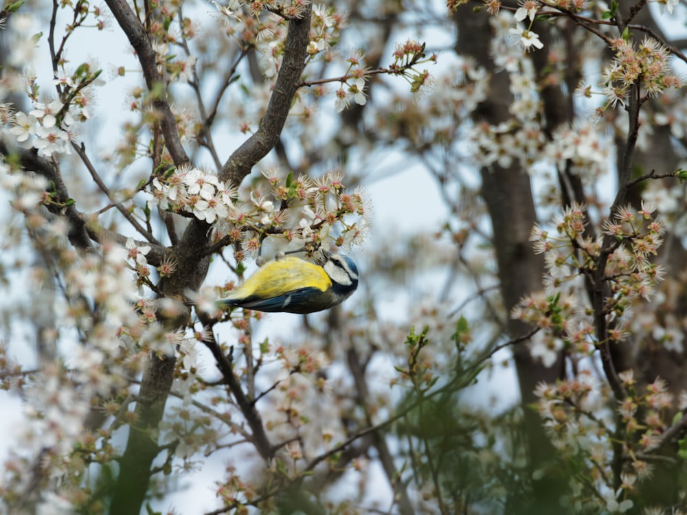 a yellow and black bird sitting on a tree branch