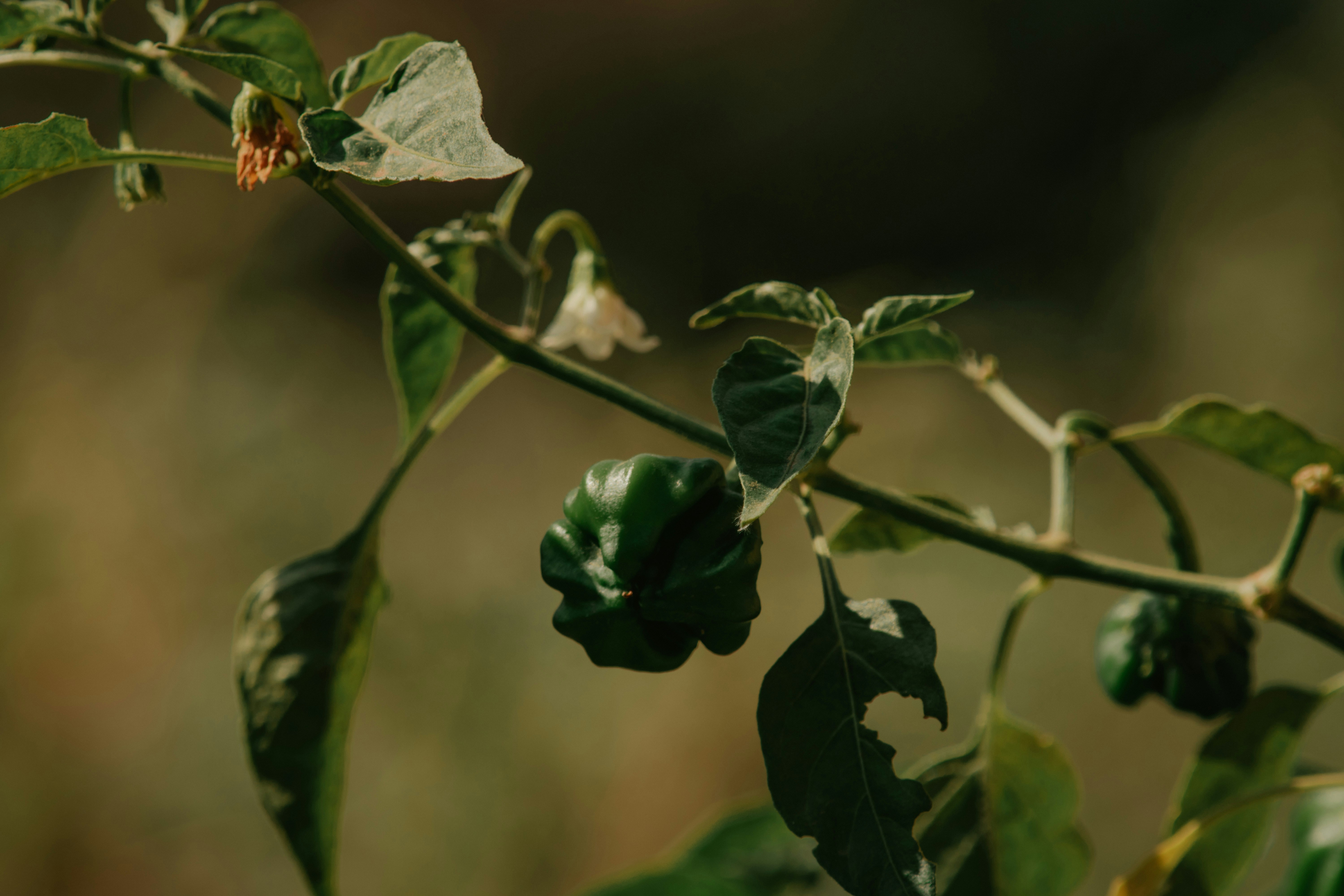 Photo by utunzajiwamazingira