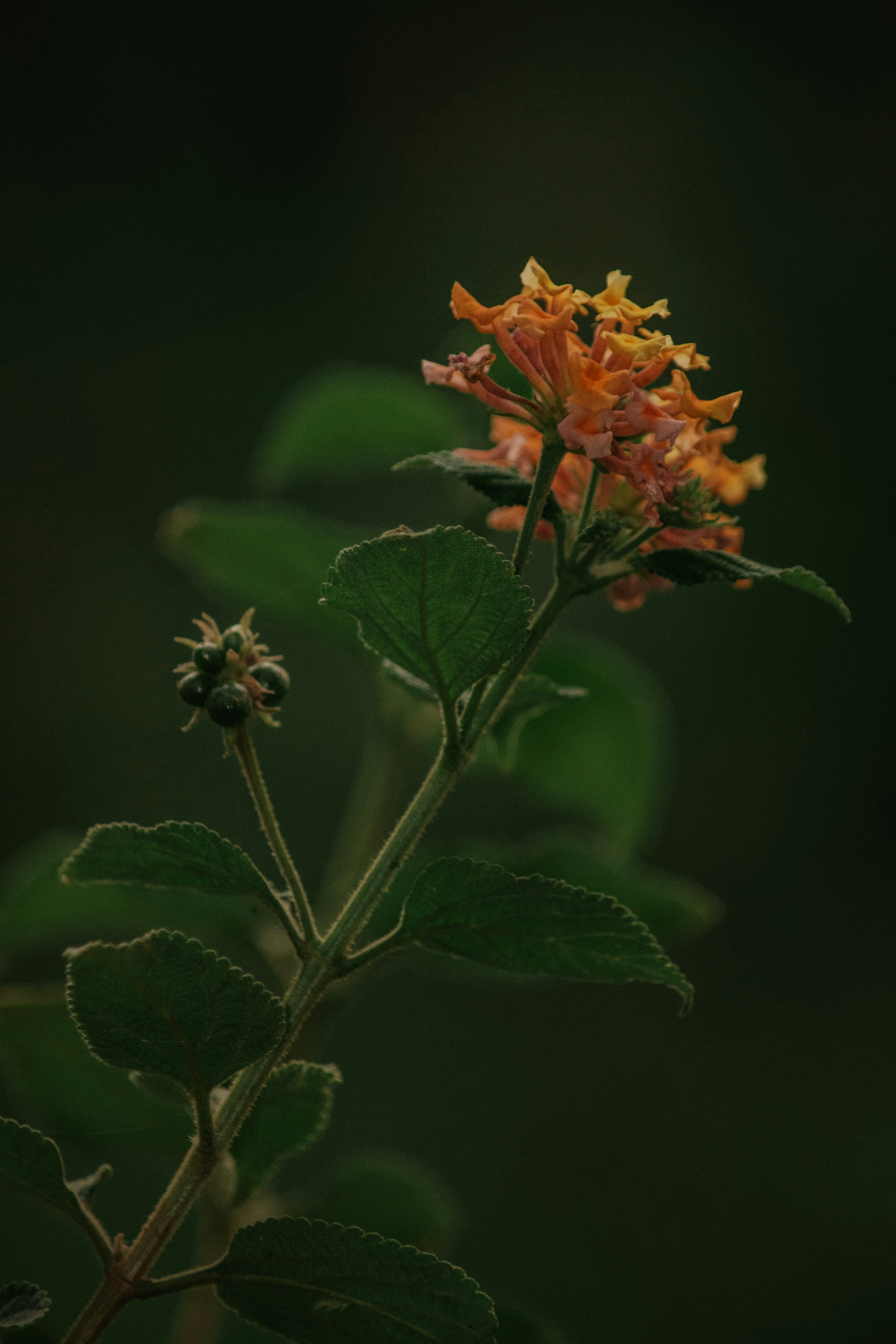 Photo by utunzajiwamazingira