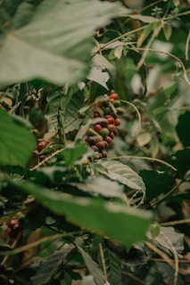 A dense cluster of green leaves surrounds clusters of ripening coffee cherries on a branch. The berries vary in color from green to red, indicating different stages of maturity. The foliage is lush and vibrant, contributing to the image's natural and organic feel.