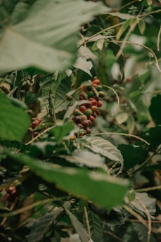 A dense cluster of green leaves surrounds clusters of ripening coffee cherries on a branch. The berries vary in color from green to red, indicating different stages of maturity. The foliage is lush and vibrant, contributing to the image's natural and organic feel.