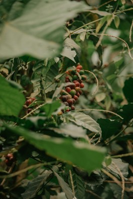 A dense cluster of green leaves surrounds clusters of ripening coffee cherries on a branch. The berries vary in color from green to red, indicating different stages of maturity. The foliage is lush and vibrant, contributing to the image's natural and organic feel.