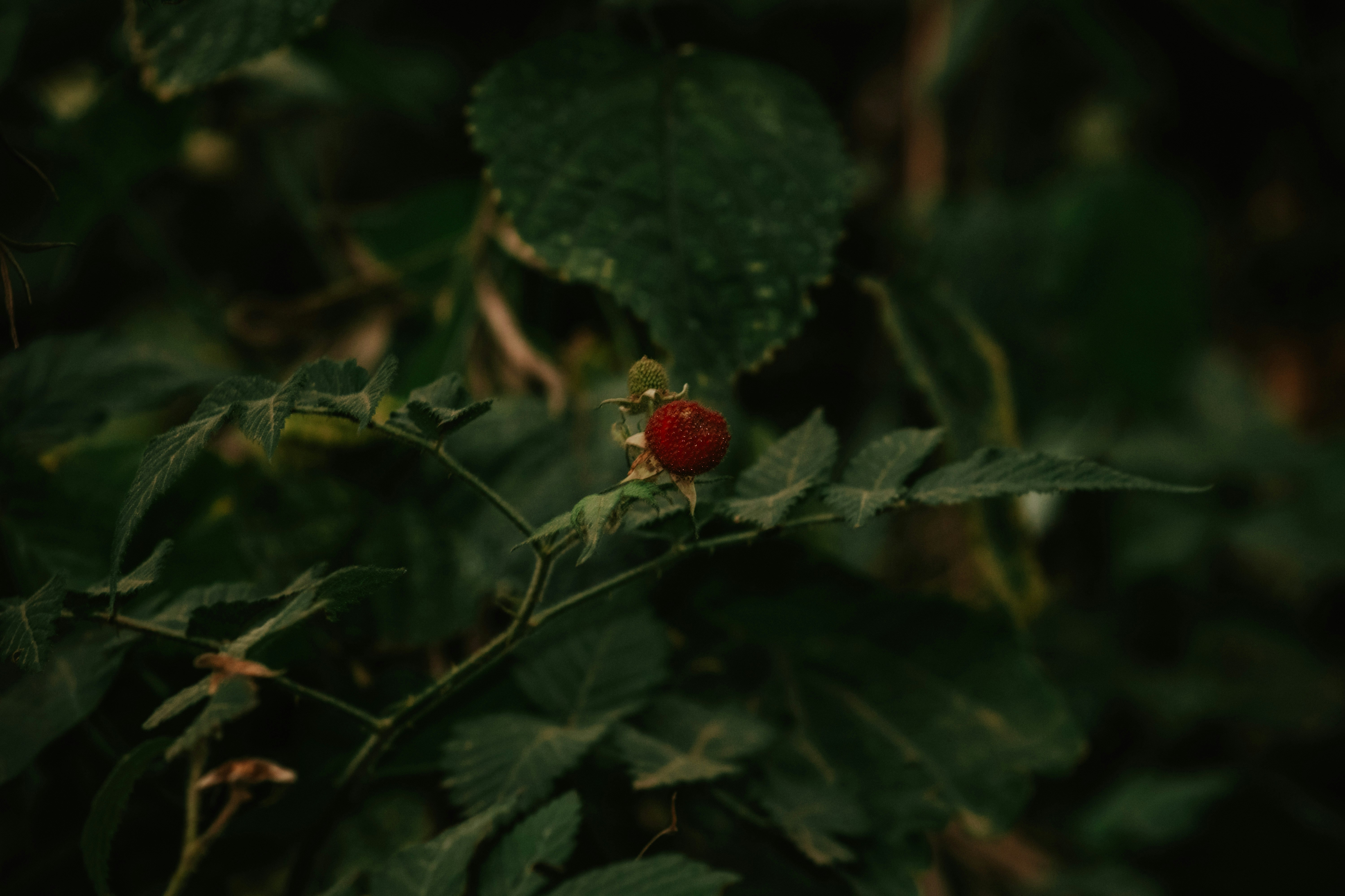 Photo by utunzajiwamazingira