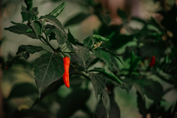 A farmer carefully inspecting chili peppers amidst lush green foliage.