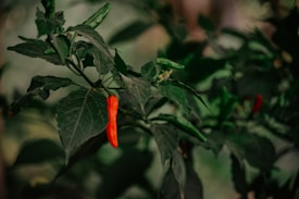 A close-up of a plant with vibrant red and green chili peppers growing amidst lush, deep green leaves.
