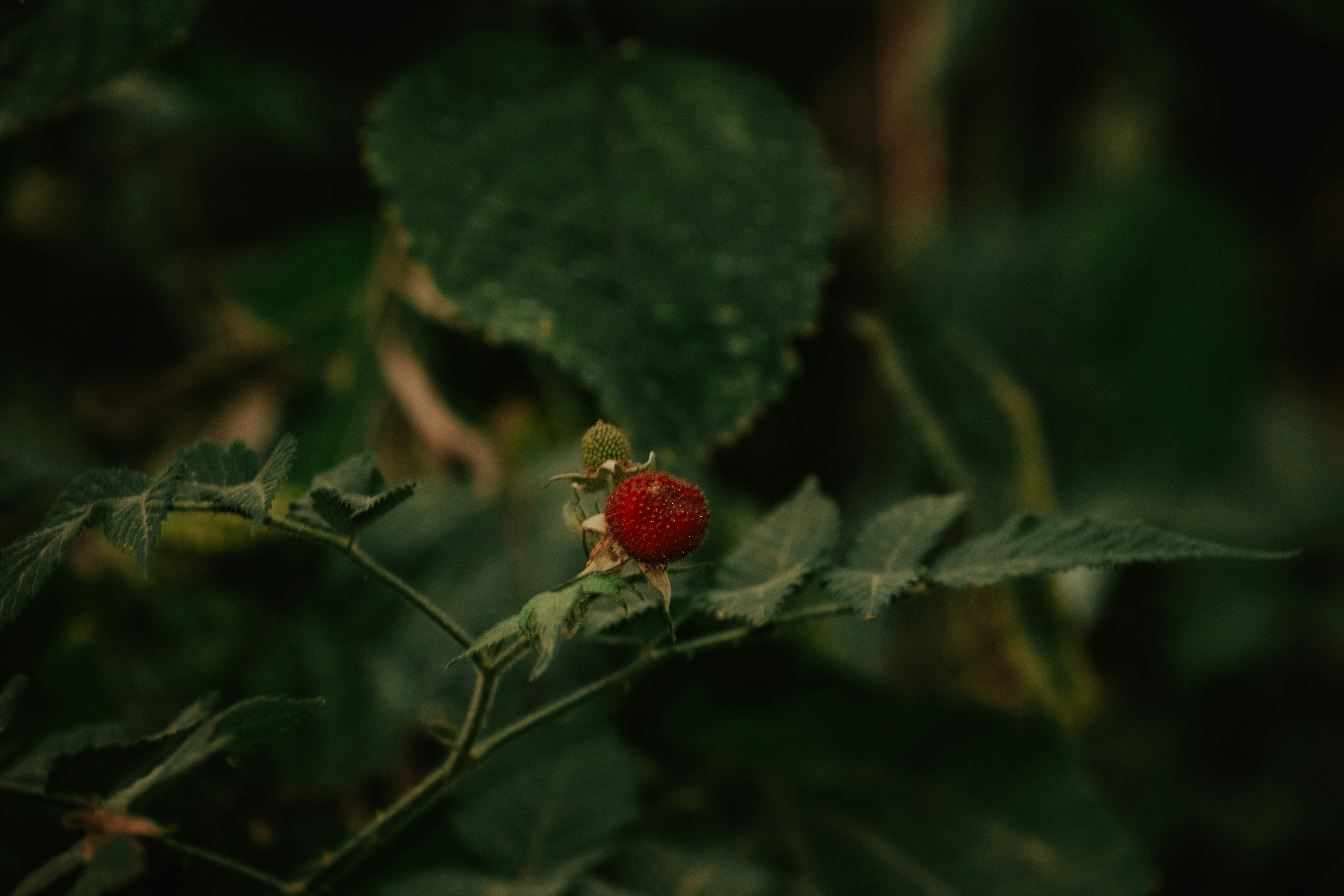 Photo by utunzajiwamazingira