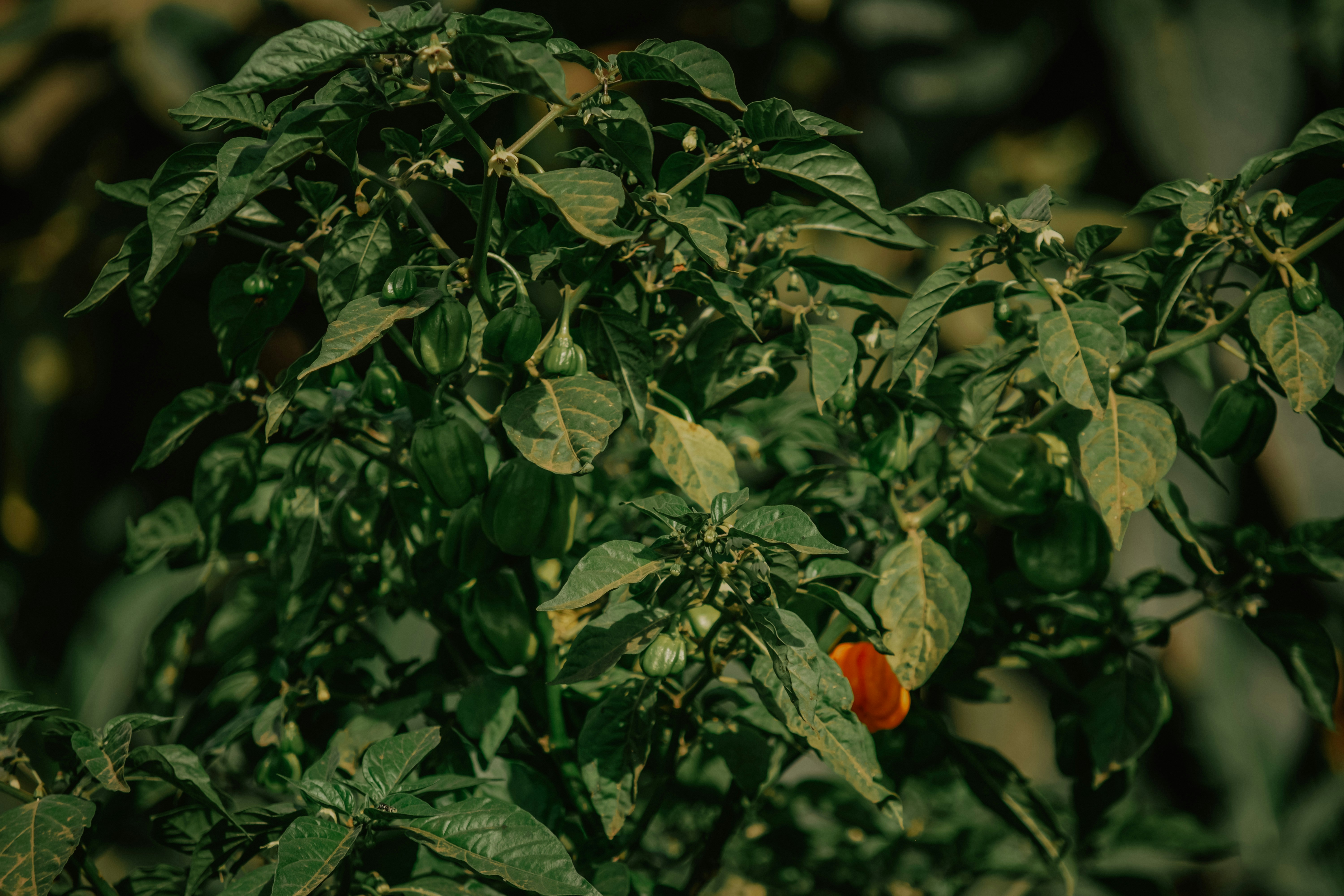 a close up of a tree with leaves and fruit