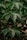 Large green leaves with prominent veins are layered over each other, with thin reddish-brown stems visible beneath. The leaves exhibit a glossy texture and appear healthy and vibrant.
