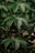 Large green leaves with prominent veins are layered over each other, with thin reddish-brown stems visible beneath. The leaves exhibit a glossy texture and appear healthy and vibrant.