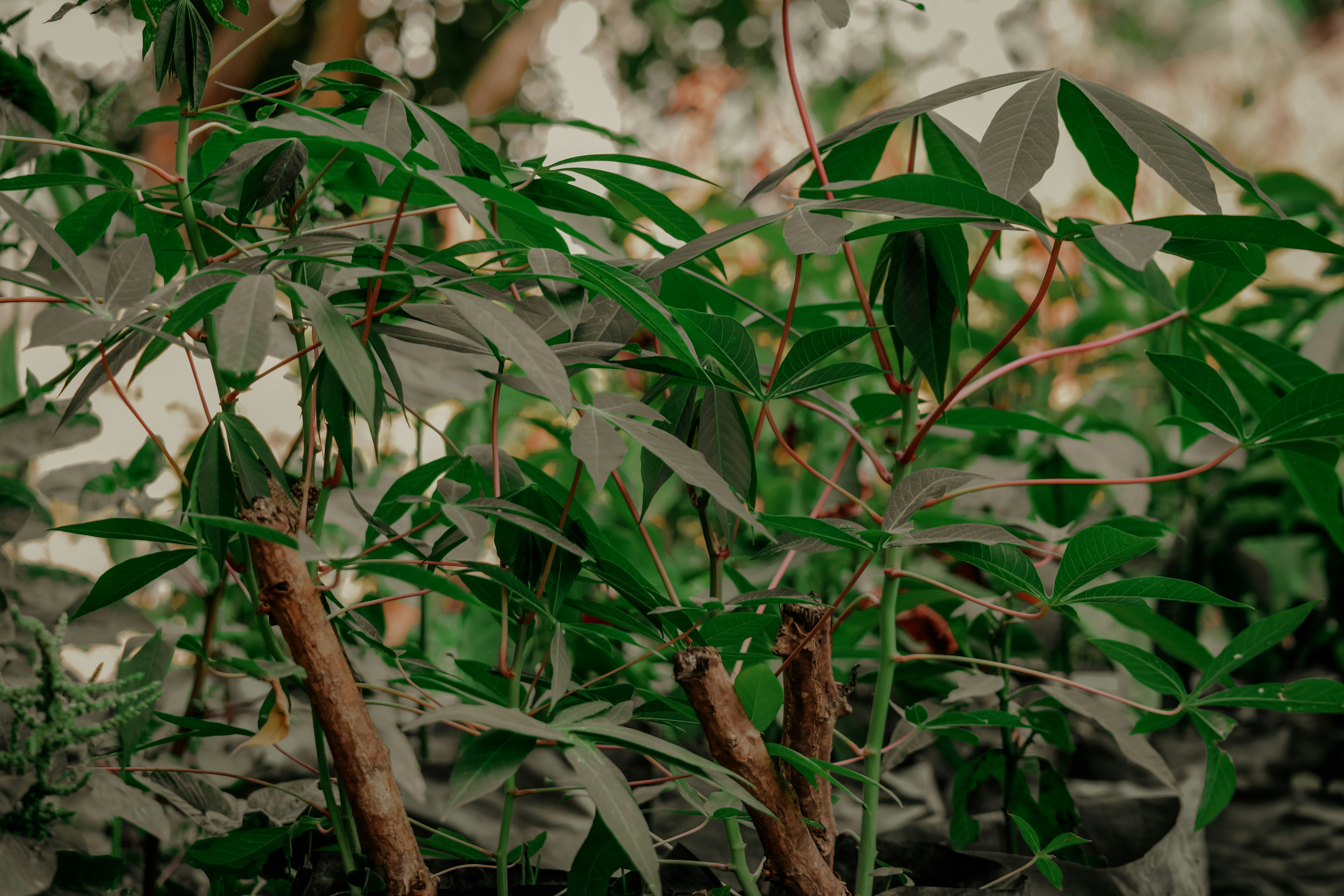 Photo by utunzajiwamazingira