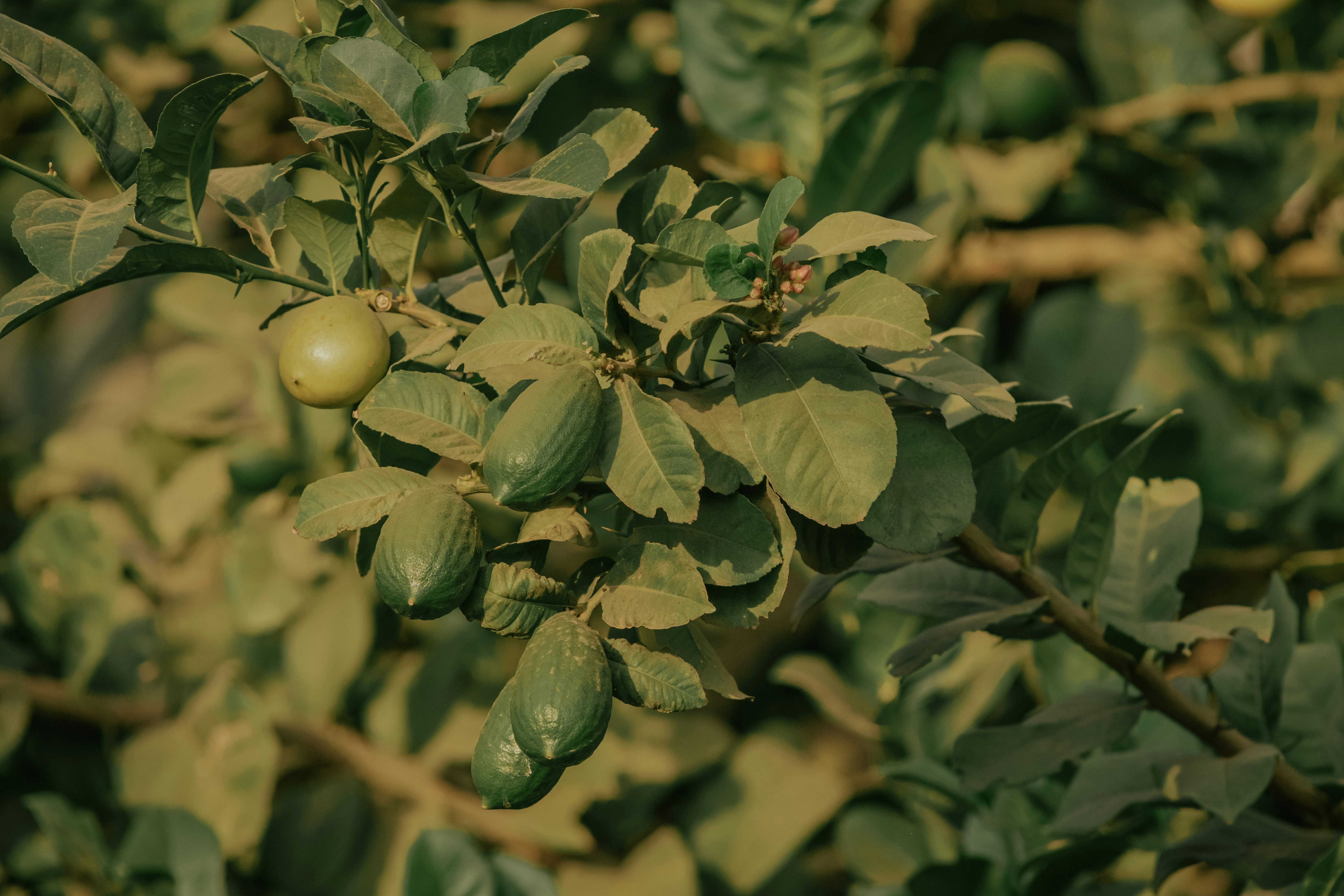 Photo by utunzajiwamazingira