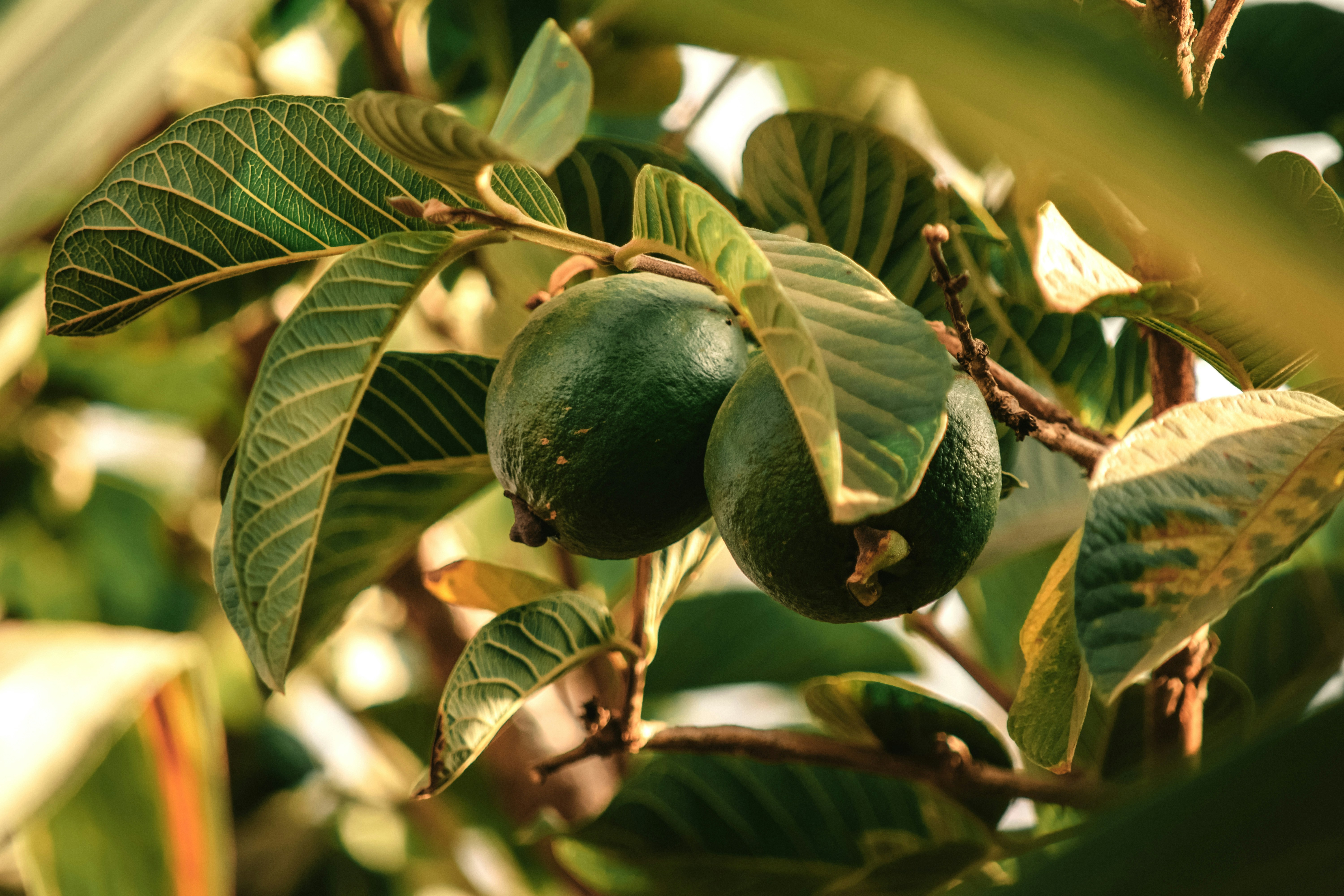 Photo by utunzajiwamazingira