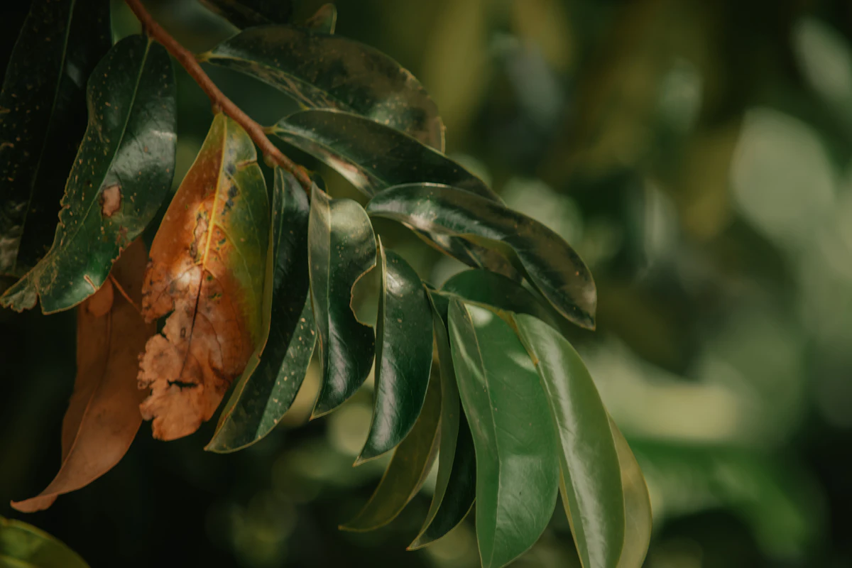 Brown Leaf Tips on Plants India Causes Fixes
