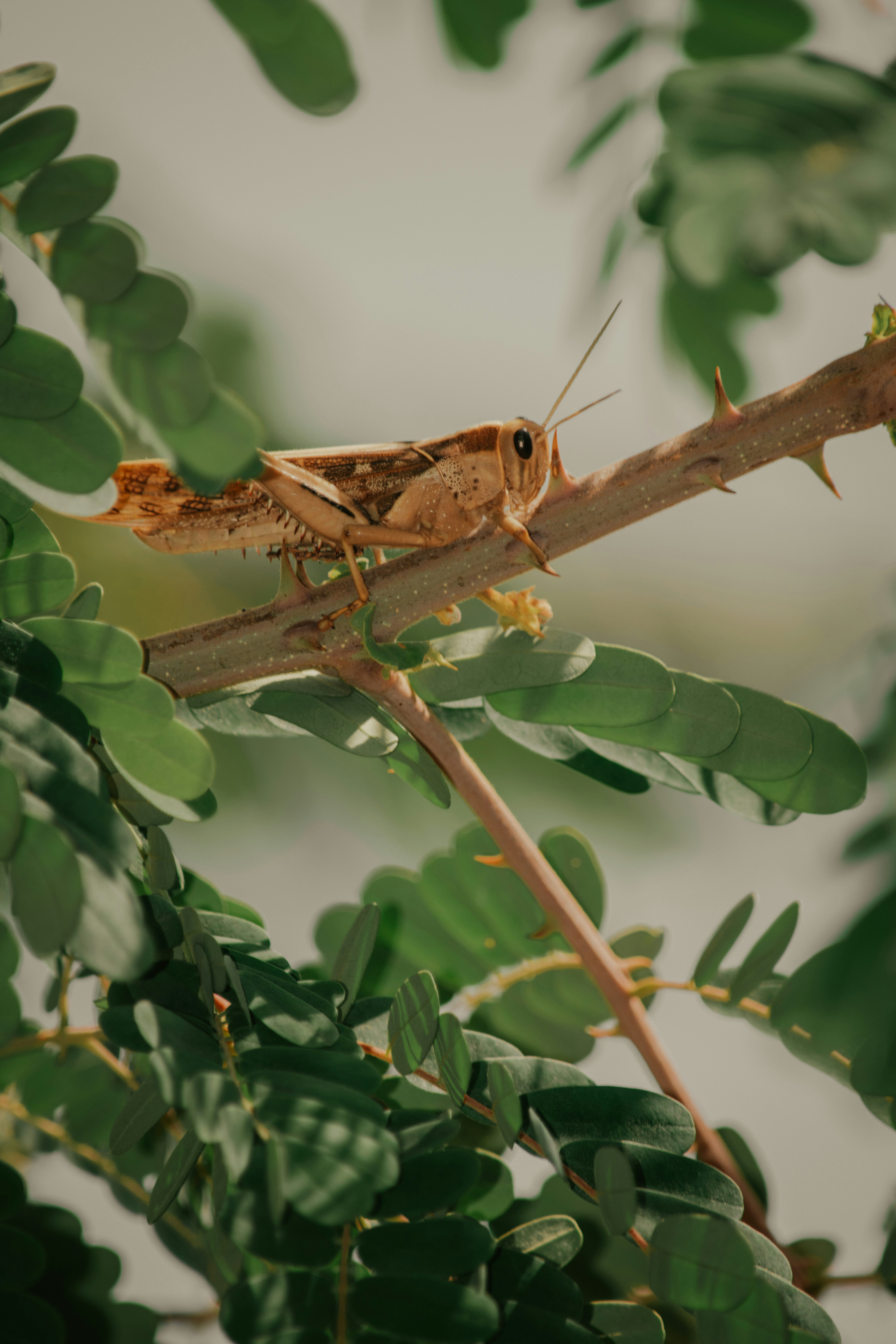 A bug sitting on top of a tree branch photo – Free Tanzania Image on ...