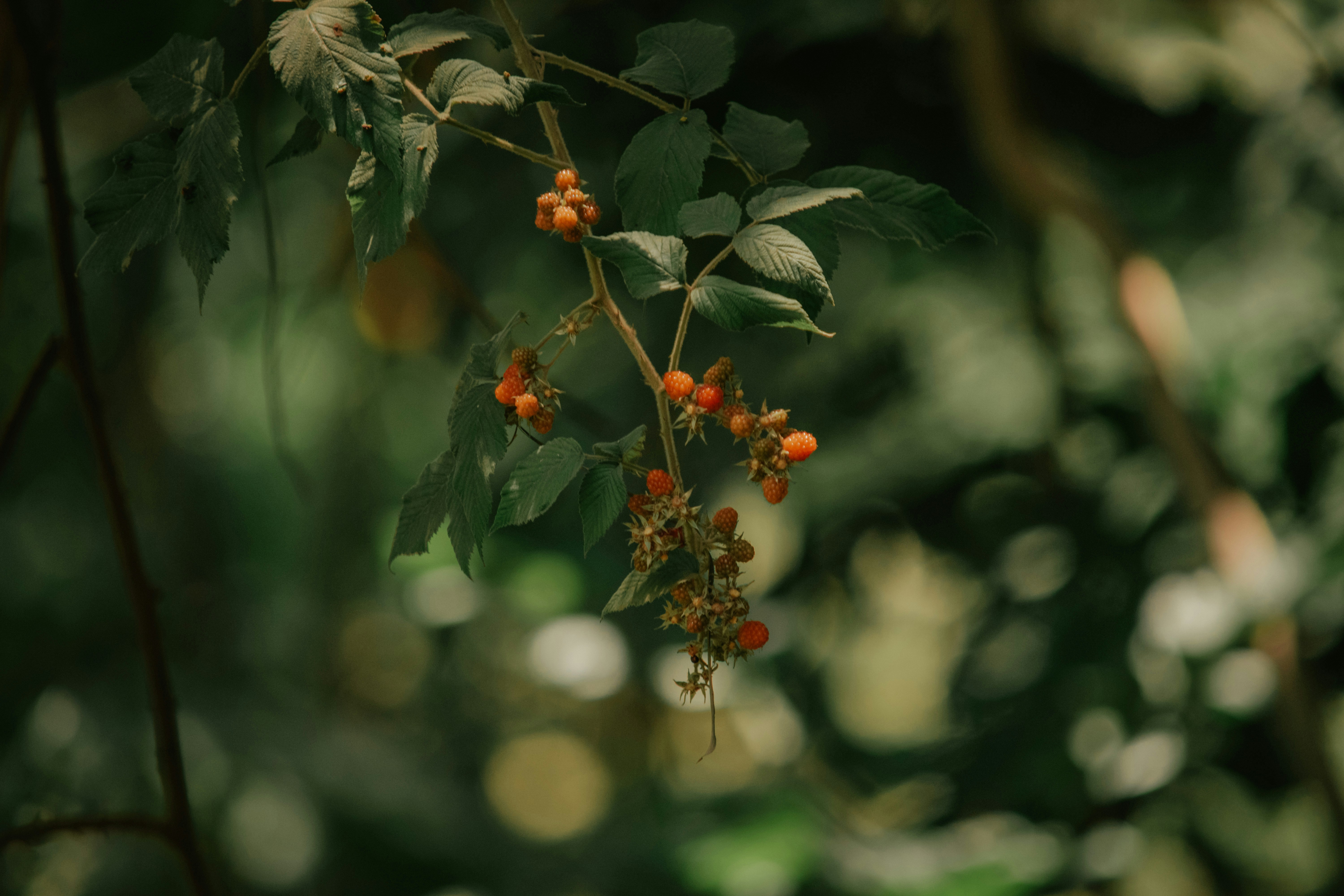 Photo by utunzajiwamazingira