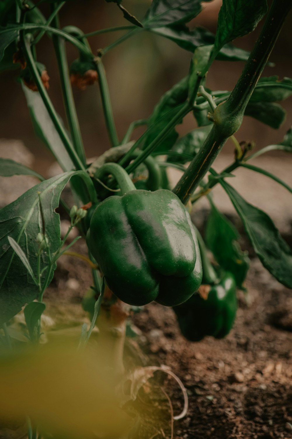 green peppers growing on a plant in a garden