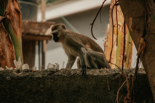 Before and after photos of a property protected by anti-monkey nets in  bangalore