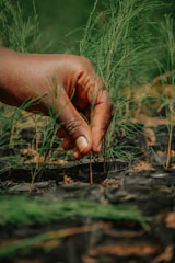 a hand reaching for a plant in a pot