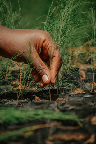 a hand reaching for a plant in a pot