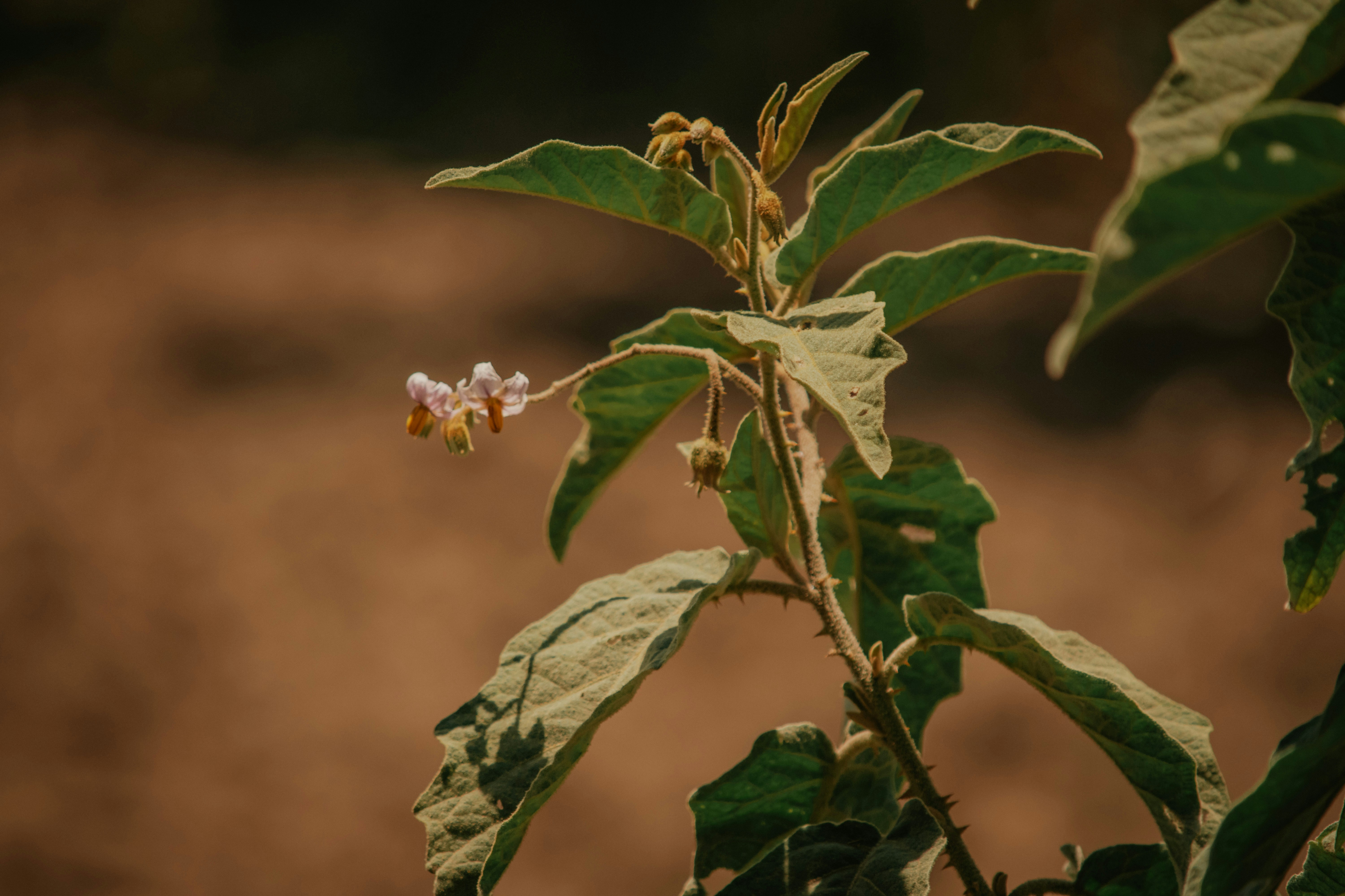 Ashwagandha Plant Pictures | Download Free Images on Unsplash