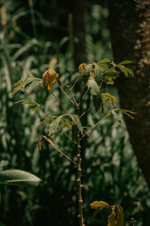 The Joy of Small Plants: Cultivating a Lively Green Space