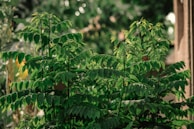 Native shrubs and landscape plants thriving in a natural environment.