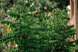Traditional Sri Lankan plants growing in a lush garden.