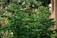 Lush green tropical plants with dense, glossy leaves are thriving in a natural outdoor setting.