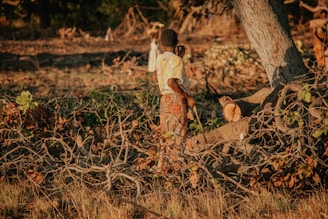 A person stands in a forest area surrounded by felled branches and a large fallen tree trunk. They hold a branch or stick in one hand, while dressed in patterned clothing with earthy tones. The setting sun casts warm, golden light across the scene, highlighting the dried leaves and natural debris scattered on the ground.