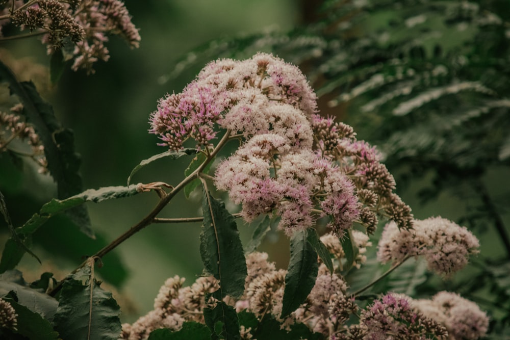 a bunch of flowers that are on a tree