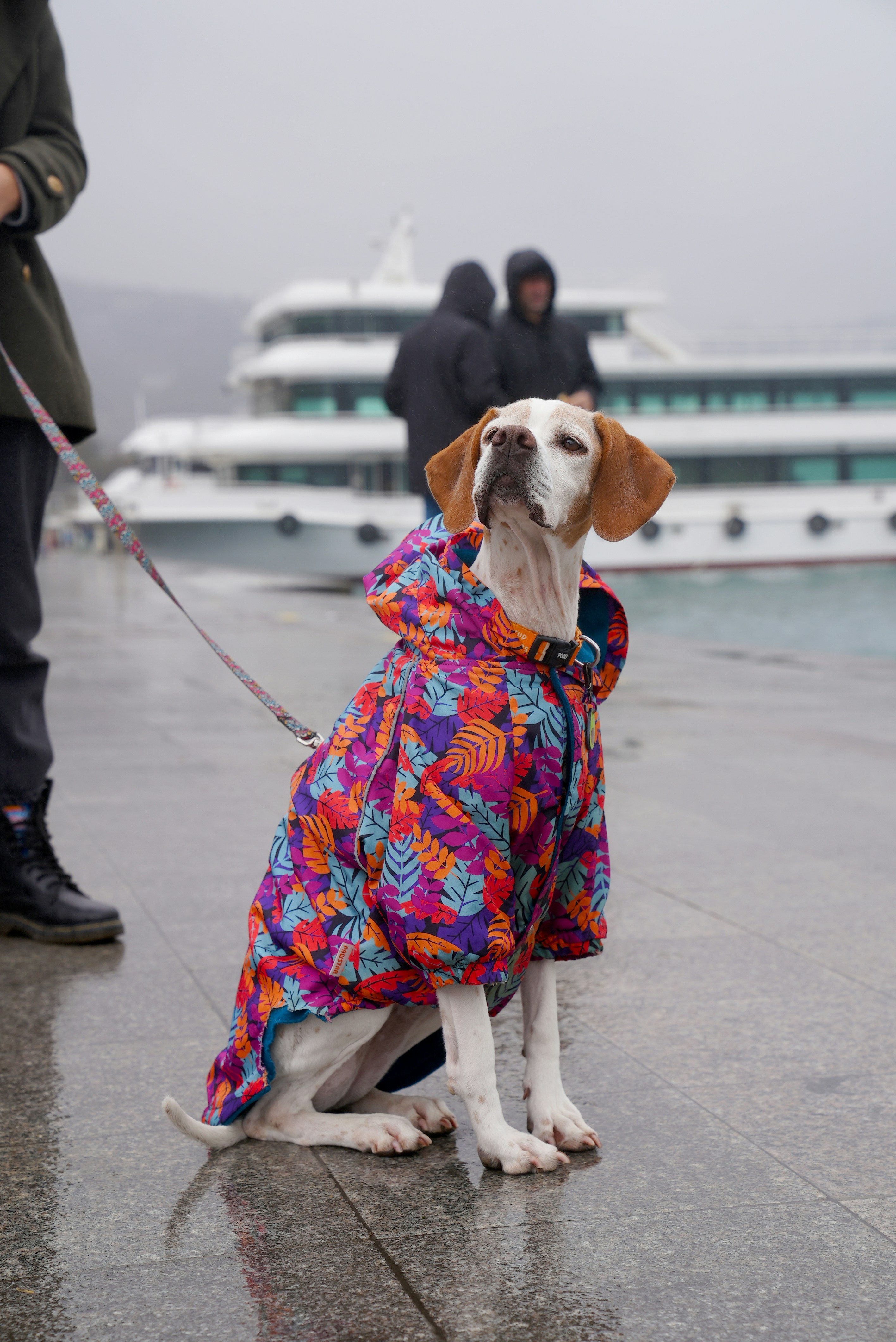 The Ultimate Guide to the Best Rainy Day Gear for Dogs